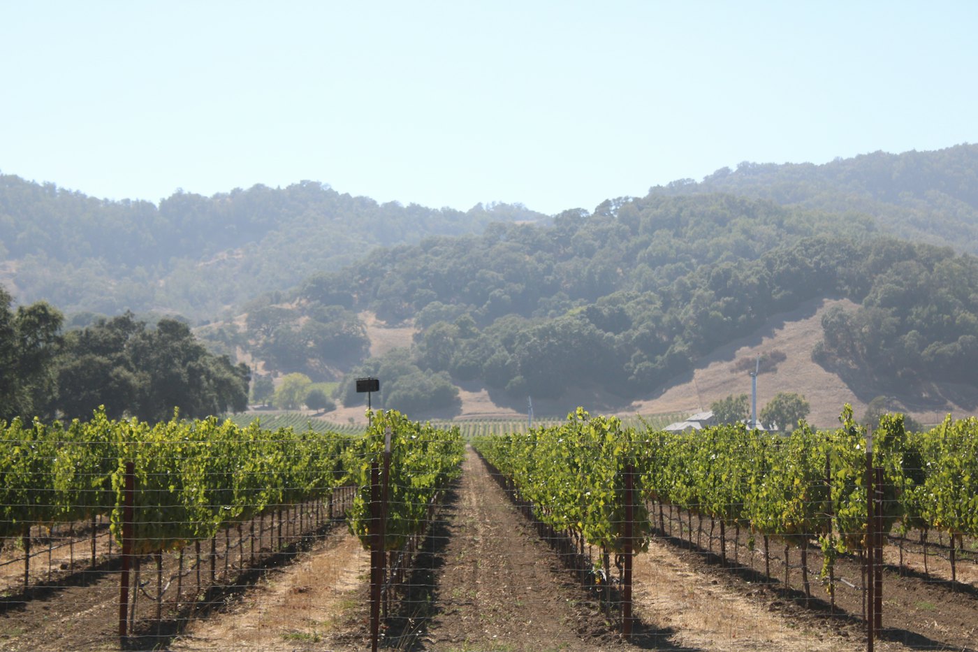 Rows of vines in a North Bay vineyard with wooded hills behind